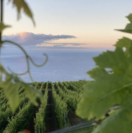 Vineyard Visit & Madeira Wine Tasting