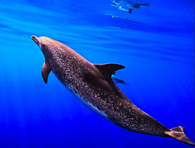 10% off Whale & Dolphin Watching with Blue Safari Madeira
