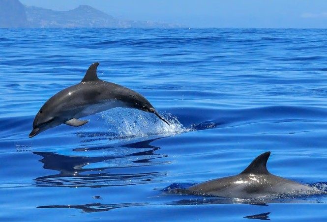 OceanSee Whale Watching