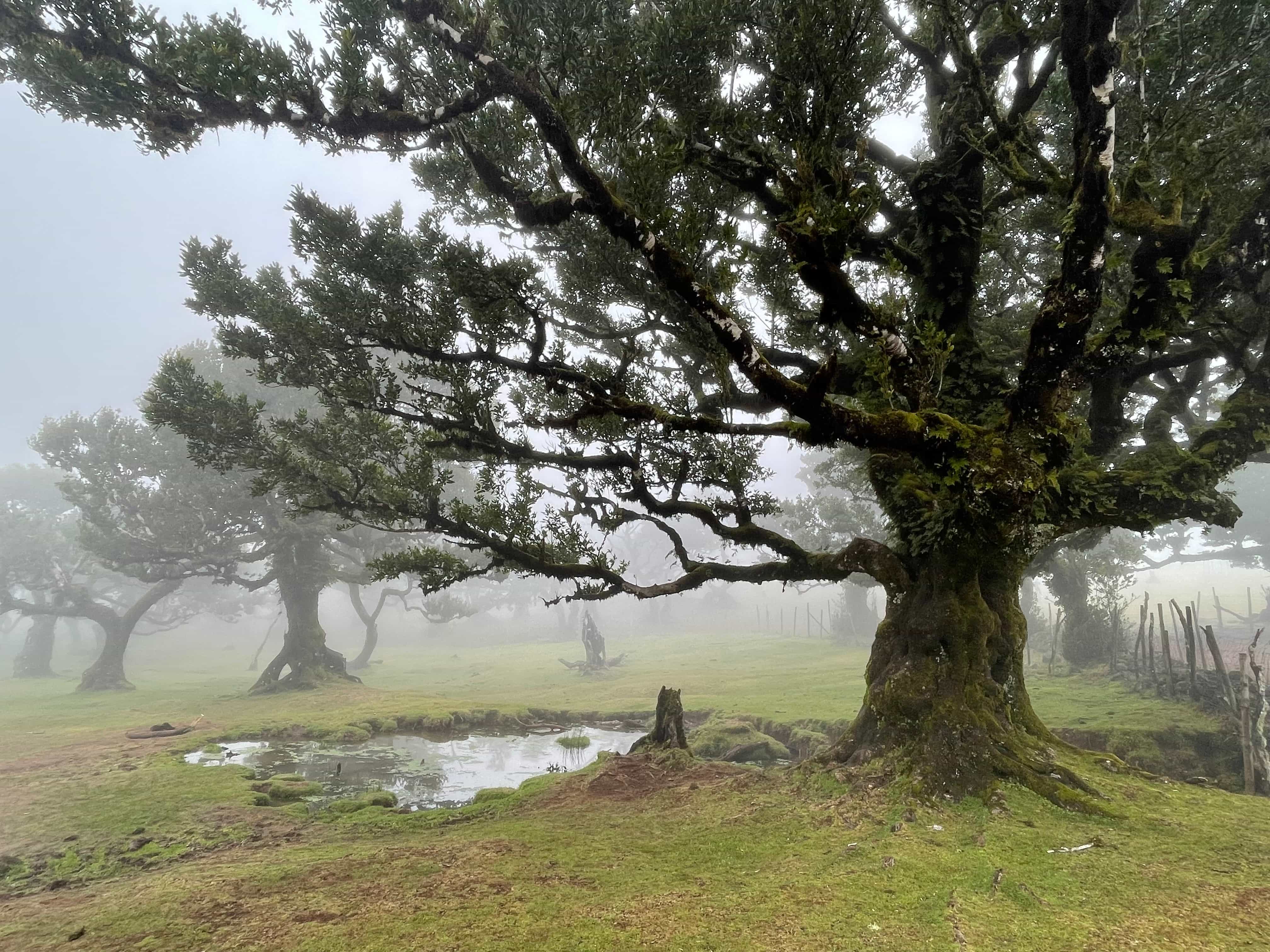 Fanal Forest